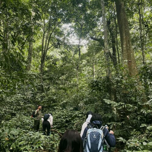 Trekking Cúc Phương: Hành trình băng rừng già, ngắm Cây Chò ngàn năm & Cắm trại giữa thiên nhiên